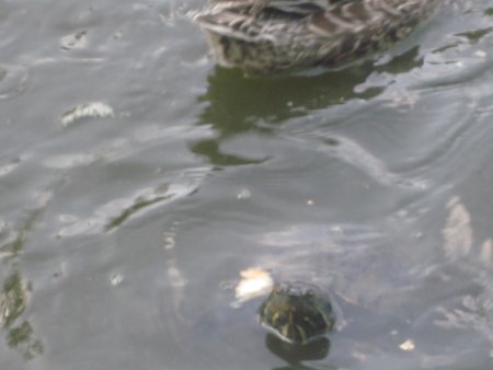 039-IMG_3116.JPG.medium.jpeg