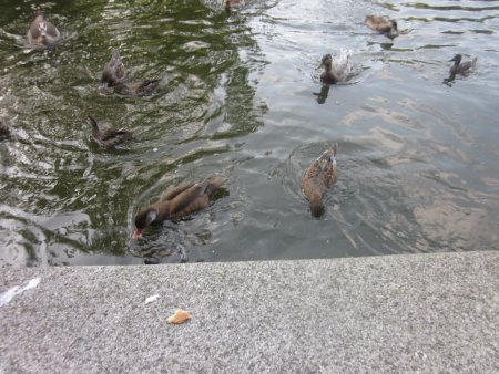 040-IMG_3117.JPG.medium.jpeg