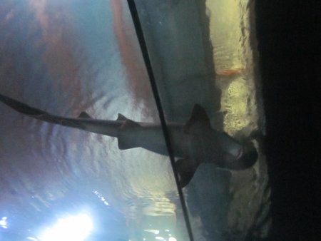 077-IMG_3154.JPG.medium.jpeg