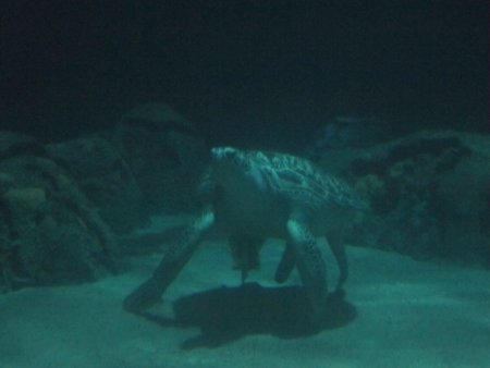 084-IMG_3161.JPG.medium.jpeg